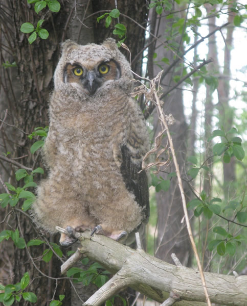Juvenile great horned owl